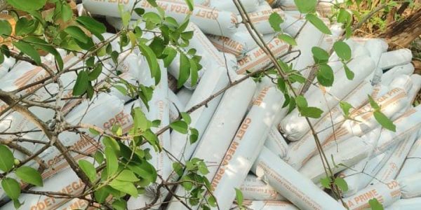 03 June 2025 Bisfotak